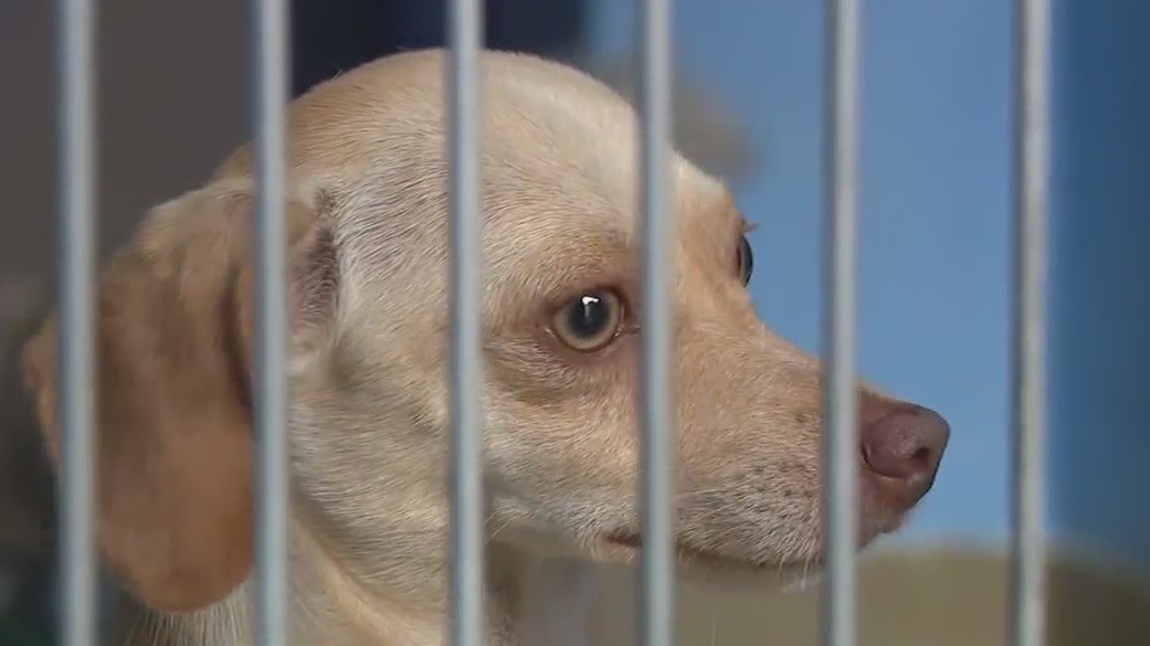 Orange County shelter nears capacity, waiving adoption fees for some pets
